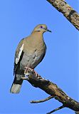 White-winged Dove